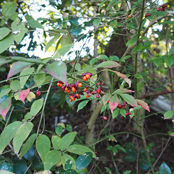 コマユミ - 全体から探す｜むなかた電子博物館