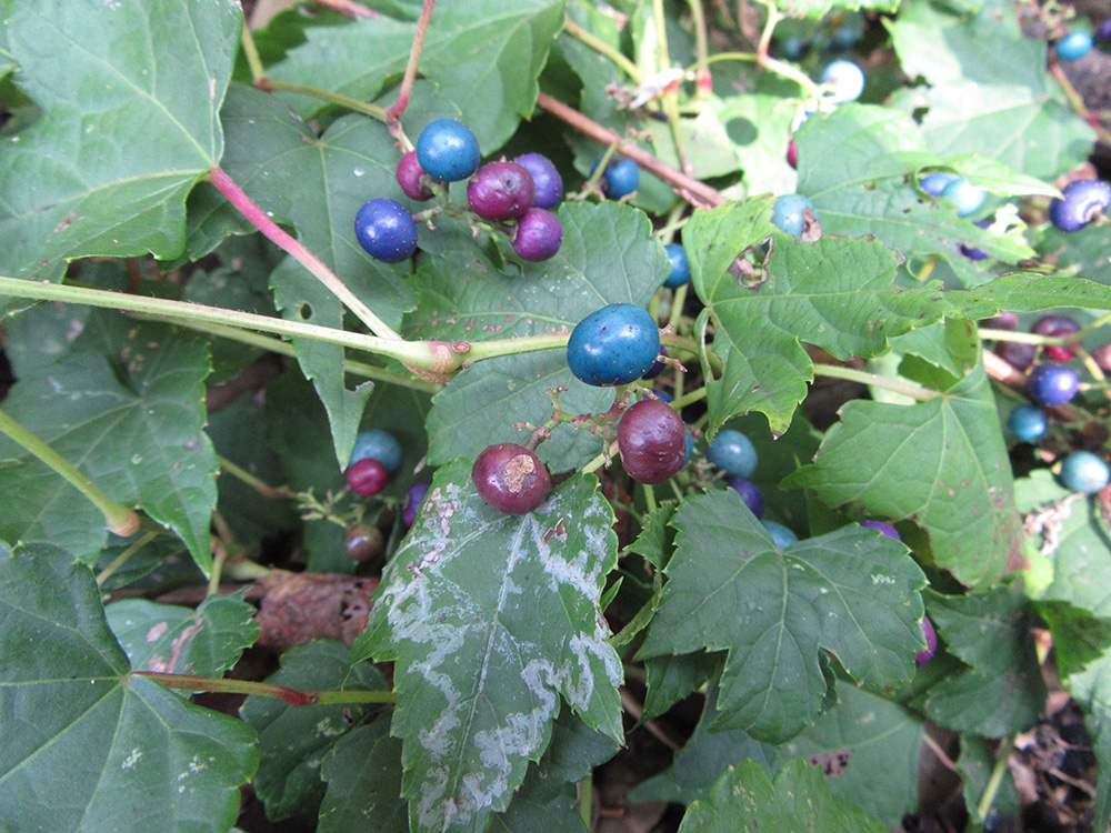 ノブドウ むなかた電子博物館