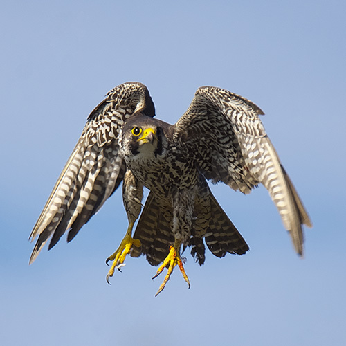 ハヤブサ | むなかた電子博物館