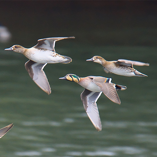 トモエガモ | むなかた電子博物館