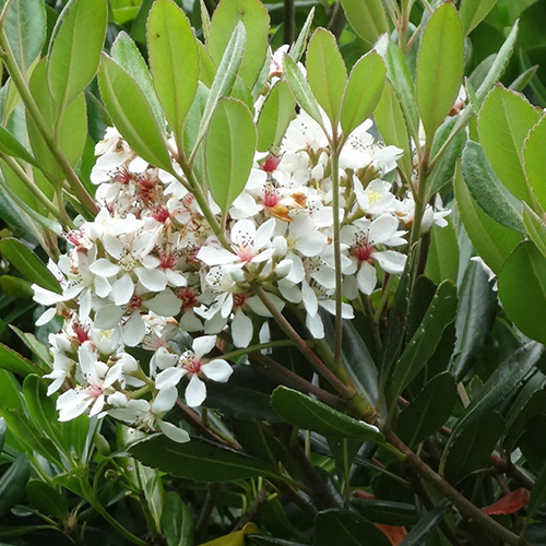 シャリンバイ - 全体から探す｜むなかた電子博物館