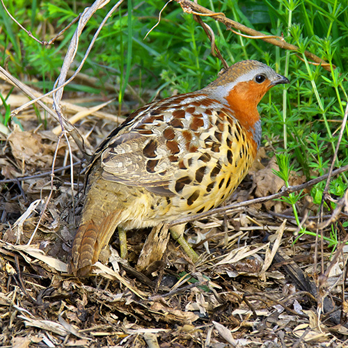 コジュケイ | むなかた電子博物館
