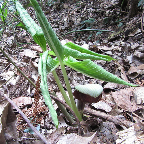 ムサシアブミ - 全体から探す｜むなかた電子博物館