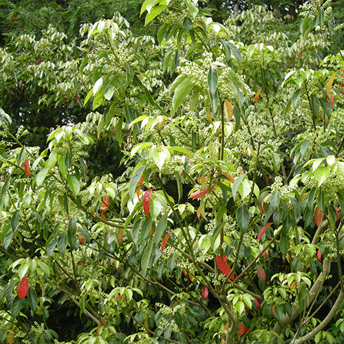 コバンモチ庭木 シンボルツリー コバンモチ | むなかた電子博物館