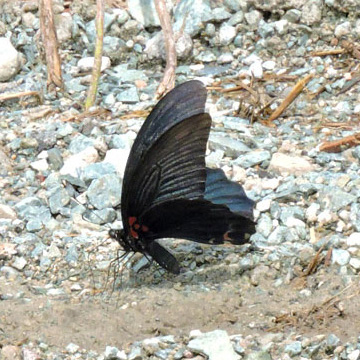 ナガサキアゲハ | むなかた電子博物館