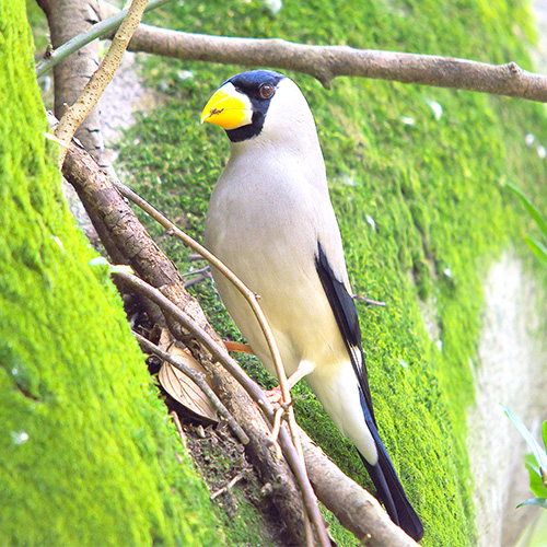 イカル | むなかた電子博物館
