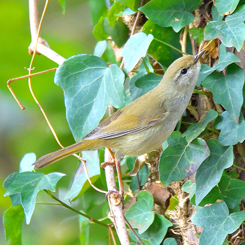 ウグイス | むなかた電子博物館