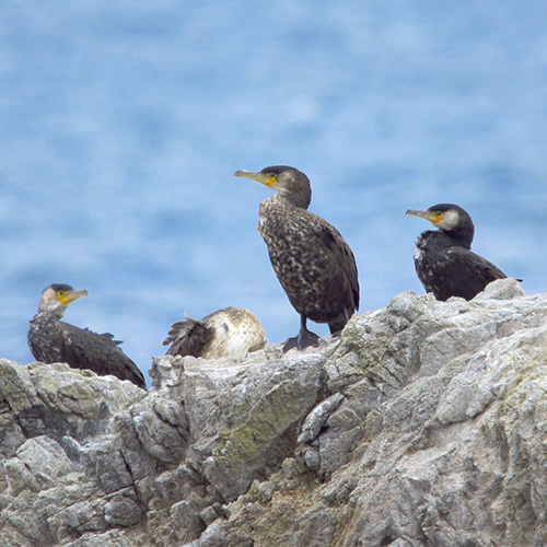 ウミウ | むなかた電子博物館